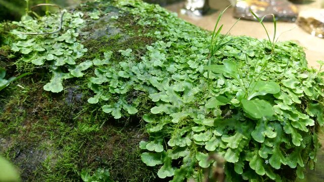 Liverwort plant covering wet rock with plants blowing in wind