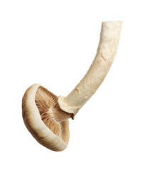 Fresh wild pioppini mushroom isolated on white