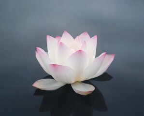 White and pink lotus flower floating on calm water