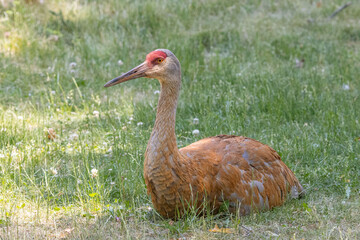 Sandhill crane on the ground