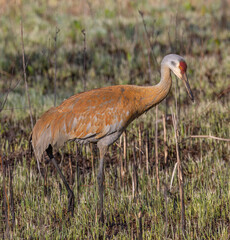 Sandhill crane on the ground