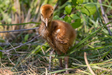 Sandhill crane chick on the ground