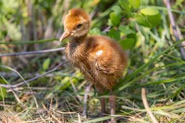 Sandhill crane chick on the ground