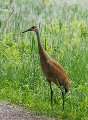 Sandhill crane on the ground