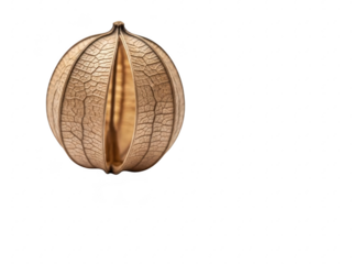 A dried and wrinkled papaya fruit on transparent background