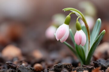 Pink snowdrop blooming, announcing spring arrival, delicate flower with water drops emerging from earth