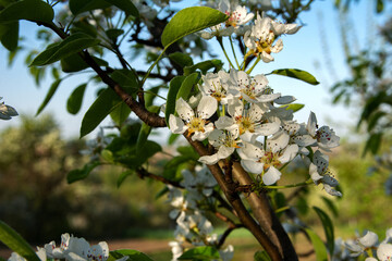 white flowers of pear tree in orchard at spring