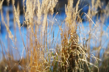 Fototapeta premium Soft focus dry grass glowing in winter sunlight, delicate golden reeds with dreamy bokeh and cold blue background.