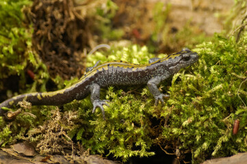 Naklejka premium Closeup on an adult Pacific longtoed salamander, Ambystoma macrodactylum on green moss