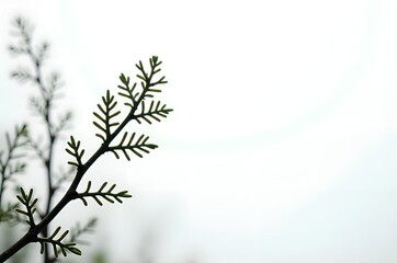 Branch with Leaves Against a Bright Background