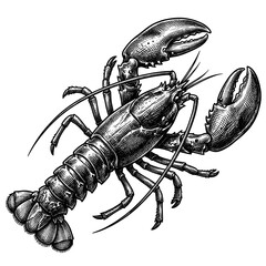 Detailed illustration of a lobster in monochrome style on transparent background