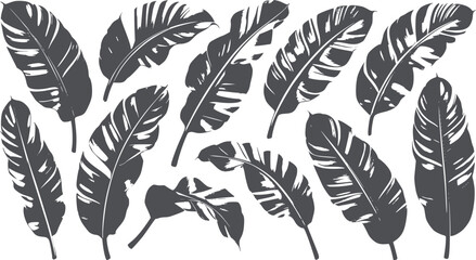 Monochrome collection of various banana leaves in resolution silhouette black © Mahin