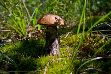 Beautiful boletus edulis mushroom in amazing green moss. 
Mushroom in forest Porcino, bolete, boletus.White mushroom on green background.Natural white mushroom growing in a forest.
Mushrooms in Forest