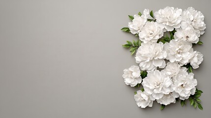 Close-up of blooming white peony flowers on a soft gray background, offering a minimalistic and elegant backdrop for text or designs