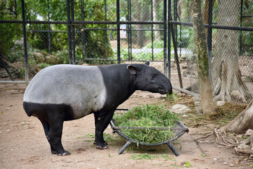 Tapir eating grass from feeder in the zoo enclosure, exotic animal feeding outdoors, wildlife in...