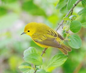 Yellow warbler perched on a tree limb