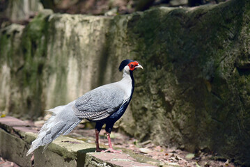 Obraz premium Silver pheasant standing on ground, exotic Asian bird with white and black plumage, red facial skin, long tail, wildlife close-up in daylight, rare species in zoo