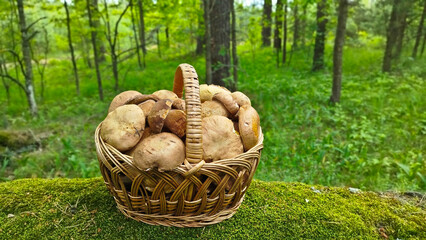 Beautiful boletus edulis mushroom in amazing green moss. 
Mushroom in forest Porcino, bolete, boletus.White mushroom on green background.Natural white mushroom growing in a forest.
Mushrooms in Forest