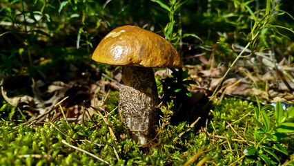 Beautiful boletus edulis mushroom in amazing green moss. 
Mushroom in forest Porcino, bolete, boletus.White mushroom on green background.Natural white mushroom growing in a forest.
Mushrooms in Forest