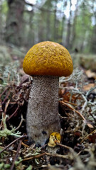 Beautiful boletus edulis mushroom in amazing green moss. 
Mushroom in forest Porcino, bolete, boletus.White mushroom on green background.Natural white mushroom growing in a forest.
Mushrooms in Forest