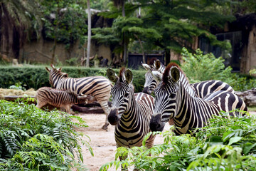 Group of zebras in a naturalistic enclosure surrounded by green vegetation. Their bold black-and-white stripes stand out against the lush background. Ideal for wildlife, nature, safari, or educational