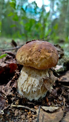 Beautiful boletus edulis mushroom in amazing green moss. 
Mushroom in forest Porcino, bolete, boletus.White mushroom on green background.Natural white mushroom growing in a forest.
Mushrooms in Forest