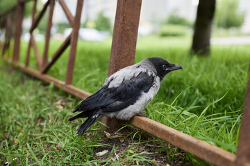 Obraz premium Metropolitan hooded crow emphasizes need for conservation efforts
