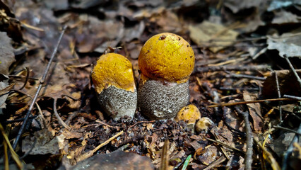 Beautiful boletus edulis mushroom in amazing green moss. 
Mushroom in forest Porcino, bolete, boletus.White mushroom on green background.Natural white mushroom growing in a forest.
Mushrooms in Forest