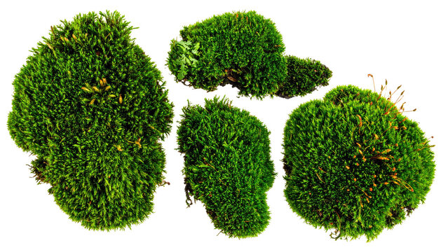 Bright green moss clumps isolated against a black background