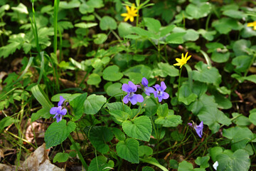 Viola reichenbachiana in forest at early spring