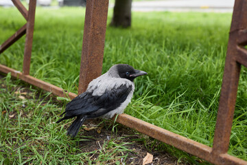 Urban hooded bird carefully examining surrounding litter
