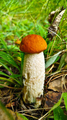 Beautiful boletus edulis mushroom in amazing green moss. 
Mushroom in forest Porcino, bolete, boletus.White mushroom on green background.Natural white mushroom growing in a forest.
Mushrooms in Forest