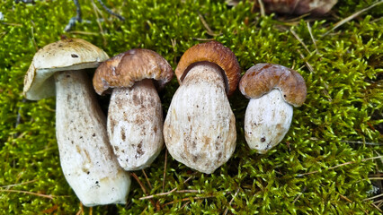 Beautiful boletus edulis mushroom in amazing green moss. 
Mushroom in forest Porcino, bolete, boletus.White mushroom on green background.Natural white mushroom growing in a forest.
Mushrooms in Forest