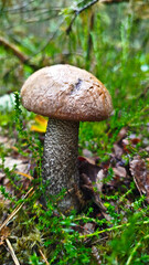 Beautiful boletus edulis mushroom in amazing green moss. 
Mushroom in forest Porcino, bolete, boletus.White mushroom on green background.Natural white mushroom growing in a forest.
Mushrooms in Forest