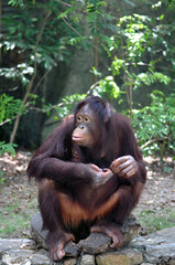 Reddish-brown orangutan sitting in tropical forest, looking sideways © Alena
