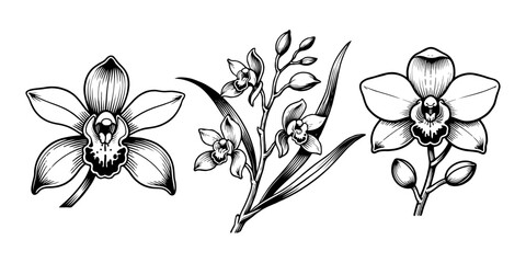 Detailed black ink orchid flowers and foliage in hand-drawn style on a white background, representing botanical elegance and beauty