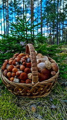 A beautiful wicker basket overflowing with freshly picked boletus mushrooms. The basket rests on a bed of bright green moss and groundcover, creating the impression of a forest landscape.

