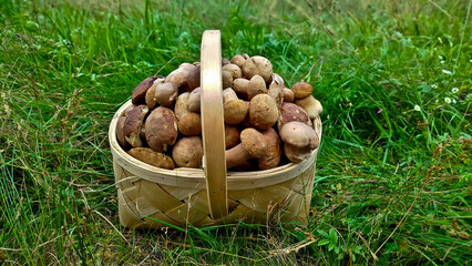 A beautiful wicker basket overflowing with freshly picked boletus mushrooms. The basket rests on a bed of bright green moss and groundcover, creating the impression of a forest landscape.


