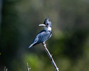 Obraz premium Belted Kingfisher perched on a branch