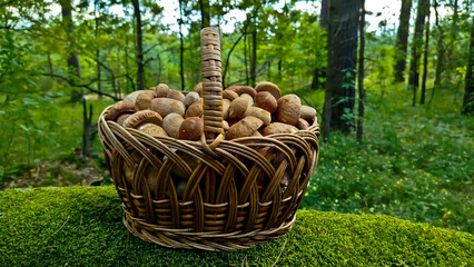 A beautiful wicker basket overflowing with freshly picked boletus mushrooms. The basket rests on a bed of bright green moss and groundcover, creating the impression of a forest landscape.

