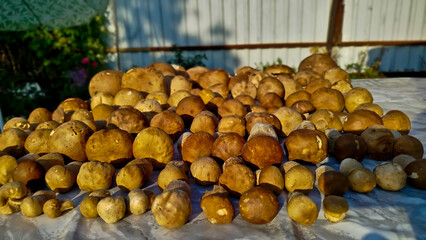 Beautiful boletus edulis mushroom in amazing green moss. 
Mushroom in forest Porcino, bolete, boletus.White mushroom on green background.Natural white mushroom growing in a forest.
Mushrooms in Forest