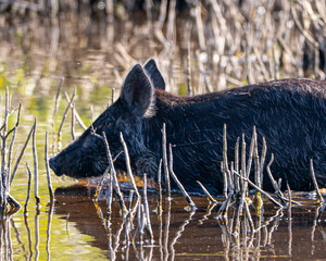 Wild boar in Merritt Island, Florida