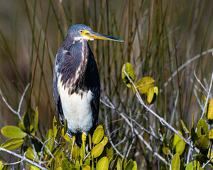 Portrait of a tricolored heron