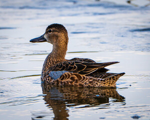 Blue winged teal in Florida