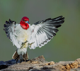 Read headed woodpecker landing on a log