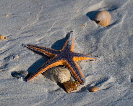 Starfish and shells on a Florida Beach