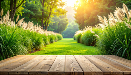 Beautiful Miscanthus sinensis, Chinese silver grass or pampas grass, growing along a green garden path in spring. Natural landscape background, soft sunlight, copy space, calm atmosphere.