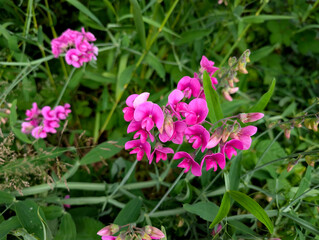 Fototapeta premium Vibrant Pink Everlasting Pea Flowers in Dense Summer Foliage