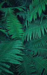green fern leaves © Radek