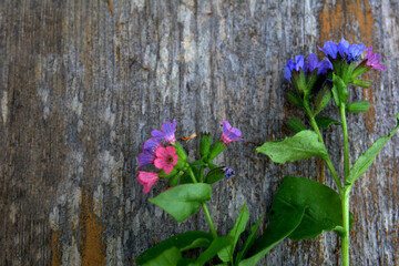 Pulmonaria officinalis - lungwort